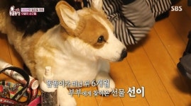‘동물농장 1000회’ 강원래♥김송 똘똘이→강군과 웅자, 이별 그 후