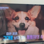 김송 “♥강원래와 나에겐 똘똘이·선이 모두 선물” ‘동물농장’ 시청 인증