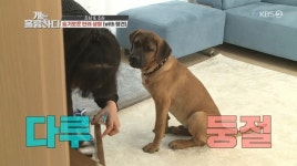 “무는 게 달라” 식용견 농장 탈출한 도사견 다루의 범상치않은 치악력 ‘개훌륭’(종합)