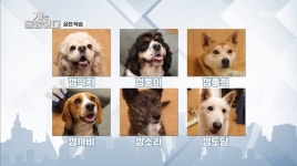 ‘개훌륭’ 6마리 함께사는 껌패밀리 개토피아, 살벌한 싸움 원인은 애정분담? [어제TV]