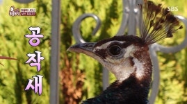 10개월간 마을 무단취식 공작새…40초만에 포획 “‘동물농장’서 가장 쉽게 잡혀” [결정적장면]