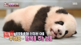 ‘생후 140일’ 판다 푸바오, 걸음마→첫 외출 “매 순간 감동”(동물농장)