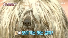 ‘동물농장’ 오산 스타 누더기견 몽실이, 치매 할머니와 가슴 아픈 이별