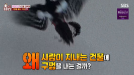 ‘동물농장’ 건물 외벽 구멍내는 딱따구리, 전문가 “방법없다” 충격진단