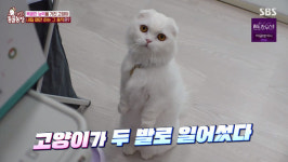 ‘동물농장’ 직립고양이 두부, 신체적 조건+궁금증 많은 성격 때문