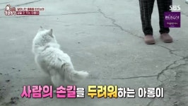 ‘동물농장’ 떠돌이개→반려견 변신 아롱이, 구세주 할머니에 손길 허락