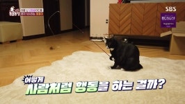 ‘동물농장’ 공놀이견 초우→셀프 낚시놀이묘 동동이 “만족감과 희열 느껴”