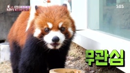 소심한 레서팬더 레시, 2살 연상 레몬이에 적극적 구애 도전기(동물농장)