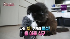 ‘동물농장’ 6마리 고양이+윤슬이, 태어날 때부터 시작된 동거