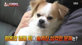 ‘동물농장’ 반려견 희망이, 견주에 집착해 불안장애까지 “거리두기 필요”
