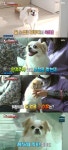 ‘동물농장’ 반려견 희망이, 견주에 집착해 불안장애까지 “거리두기 필요”