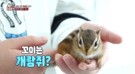 다람쥐니어스 꼬미, 지윤이와 절대 신뢰관계 “전국 1% 지능”(동물농장)