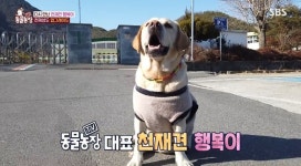 천재견 행복이♥미숙이, 9남매 출산기…견주 “또 ‘동물농장’ 제보할지도”