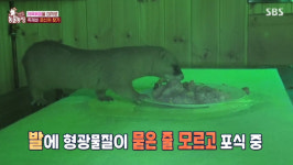 ‘동물’ 제육볶음 먹는 족제비→자연으로 방생 ‘해피엔딩’