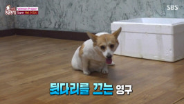 ‘동물농장’ 뒷다리 끄는 영구→5시간 수술 후 기립 성공