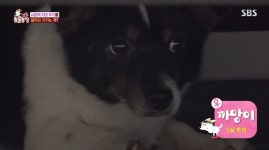 ‘동물농장’ 거리두기견 까망이, 3년 걸친 구조에 닫혀버린 마음의 문
