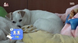 ‘동물농장’ 유기견 모모-윤구 씨, 6년간 불편한 동거 “호의를 위협으로”