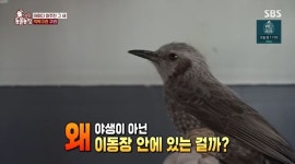 ‘동물농장’ 씨엔블루 이정신, 야생 직박구리 구조기 “짝꿍도 찾아와”