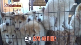 ‘동물농장’ 순자와 12마리 새끼들 “믹스견이라 입양 거부, 좋은 가족 만났으면”