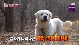 ‘동물농장’ 주말농장 떠돌이견 예쁜이, 알고보니 가출견 두리 ‘반전’