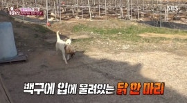 ‘동물농장’ 들개 백구 무리, 연쇄 닭 습격→반려견으로 인생 제2막