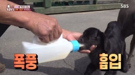 염소 까미, 생후 3일 만에 母둠순이와 남남 “가족으로 인식 못해”(동물농장)