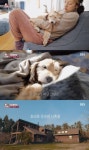 이효리♥이상순, 순심이와 살던 신혼집 방문 “‘효리네 민박’ 떠올라”(동물농장)