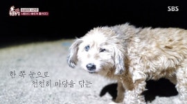 ‘동물농장’ 이효리와 순심이 2편, 무지개다리 건너기 전 일주일간의 기록