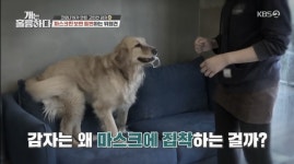 ‘개훌륭’ 손님 마스크 강제로 벗기는 애견 카페 상주견, 입질에 음식 집착까지(종합)