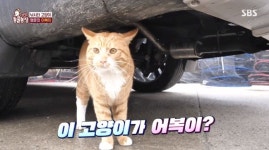 ‘동물농장’ 낚시터 어복이, 참돔 불러오는 마성의 고양이