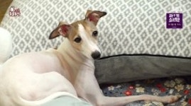 새끼 거부견 봄이, 극도의 출산 트라우마 극복기 “분만 고통=새끼”(동물농장)