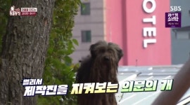 역대급 누더기견 복실이, 유기견 추정 “인근 요트장에 유기 빈번해”(동물농장)