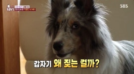 ‘동물농장’ 마리, 예민함에 목청 폭발? “음식 달라는 요구성 짖음”