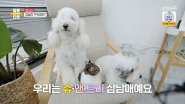 160만 팬 거느린 슈앤트리 삼남매 보호자 “소소한 행복 전할 것”(동물티비)