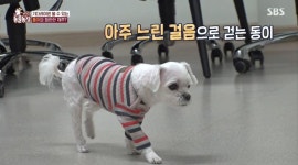 ‘동물농장’ 반려견 동이, 물 마실 때만 느릿…이찬종 “고치는 게 더 스트레스”