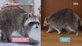 ‘몸무게 20㎏’ 뚱보 라쿤 동심이, 편식에 20시간 수면→다이어트 도전 (동물농장)