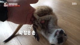 ‘제주 인싸’ 미어캣 두리, 먹이 유혹에도 굴하지 않는 친화력甲(동물농장)