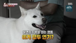 ‘동물농장’ 불면증犬 백억이, 불안행동의 반전 “모두 거짓 연기”
