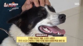 동물농장 사고뭉치 견공 따리, 반려견 행세하다 진짜 가족 된 사연