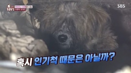 동물농장 컨테이너 밑 누더기견 샛별이, 두 달째 출석도장 찍는 부부의 정체는