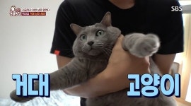 12㎏ 고양이 체리, 父 애정이 넘쳐 슬픈 뚱냥이…다이어트 돌입(동물농장)