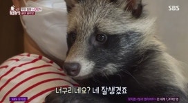 동물농장 가정집에 구조된 너구리 베이, 방사 준비 시작 이별 훈련 필요해