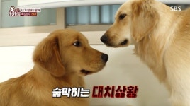 ‘동물농장’ 레트리버 삼남매, 서열 정리 시작 “배식 순서가 자존심 회복 시켜줘”