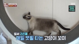 앞발의 달묘 호랭이→캣휠 중독 꼬미, 알쏭달쏭 고양이들(동물농장)