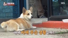 ‘동물농장’ 상습 가출견 웰시코기, 매일 3㎞ 달려 기차역 향하는 이유