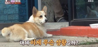 ‘동물농장’ 상습 가출견 웰시코기, 매일 3 달려 기차역 향하는 이유