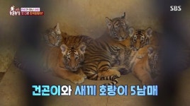 한국 호랑이 5남매 공개, 첫 나들이→첫 건강검진까지(동물농장)
