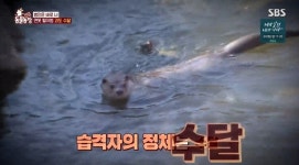 100년 연못 비단잉어 습격 사건, 마을 이장과 천연기념물 수달의 싸움(동물농장)