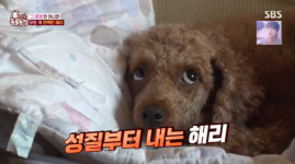 ‘동물농장’ 물건집착견 해리 “주인 잃었던 상실감으로 인한 표현방식”