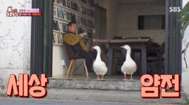 강남 산책하는 거위와 할아버지 “거위 때문에 사는 것 같아”(동물농장)